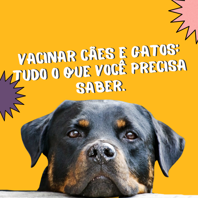 Vacinar Cães e Gatos: Tudo o que você precisa saber.